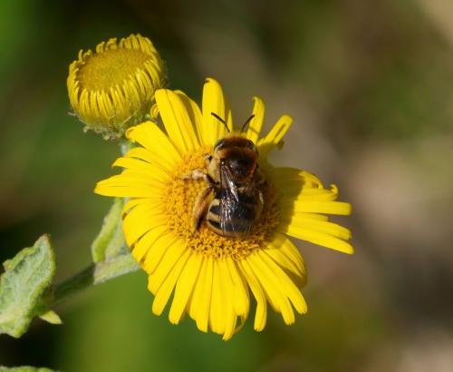 Réf. 288 152 : Tetraloniella alticincta